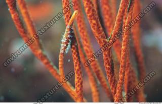 Corals 0063